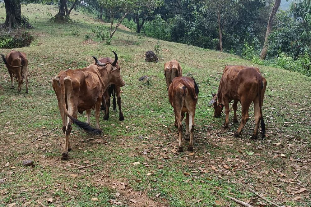 bev cows